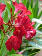 Salt Tolerant copyright � almostedenplants.com